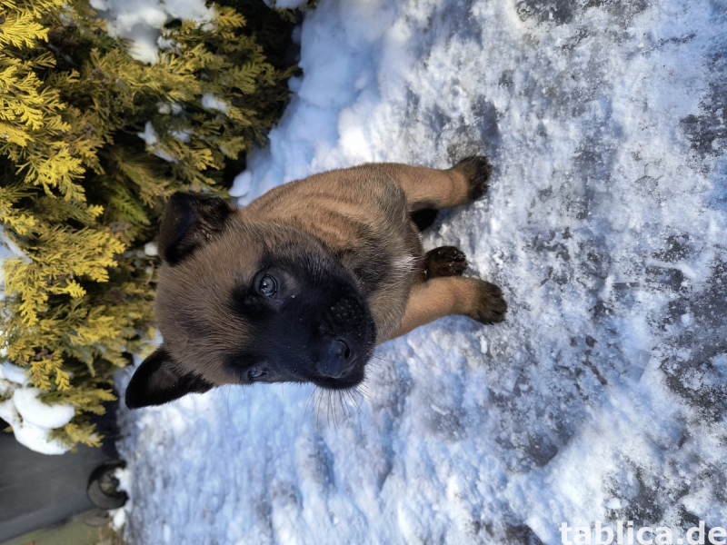 Szczeniaki Owczarki Belgijskie Malinois 0