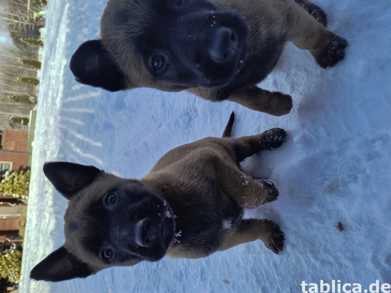 Szczeniaki Owczarki Belgijskie Malinois 2